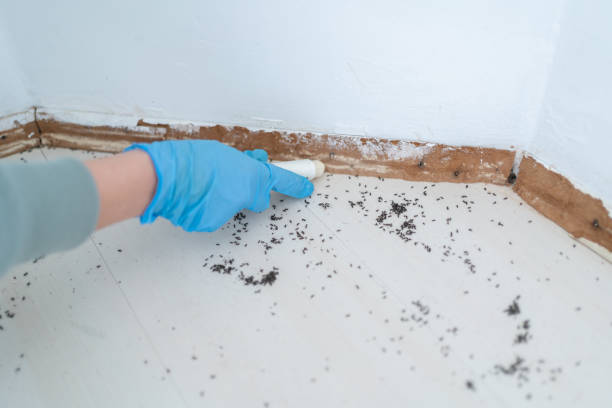 Best Ant Control Services  in Neshanic Station, NJ